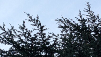 sky and clouds and branches