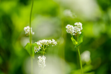 緑の中に咲く白いそばの花