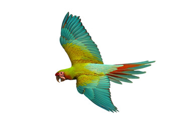 Colorful flying Military Macaw parrot isolated on transparent background png file	