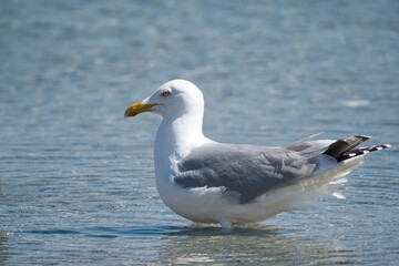 Möwe