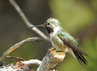 Fototapeta premium A hummingbird with iridescent green feathers perches on a slender branch, against a soft, blurred green background. Its tiny size and delicate features are accentuated by the gentle lighting.