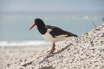 Austernfischer I
