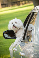 Small well groomed white dog, hanging out the driver's side window of a luxury car