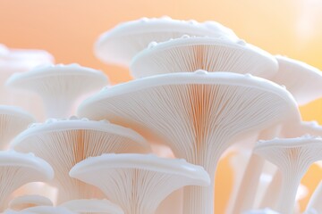 White Oyster Mushrooms with Water Droplets on Orange Background