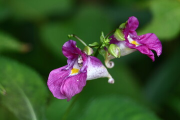釣り船に似た花