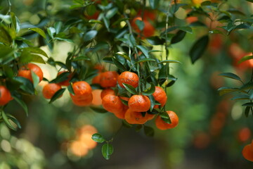 Ripe Orange Fruit on Branches of a Lush Citrus Tree in Sunlight
