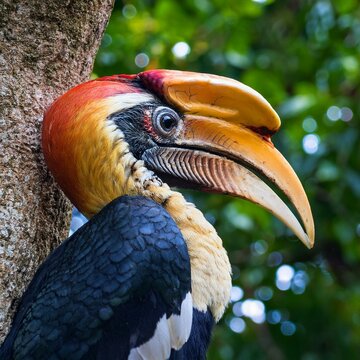 大きなくちばし」の写真素材 | 435件の無料イラスト画像 | Adobe Stock