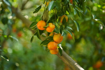 Ripe Orange Fruit on Branches of a Lush Citrus Tree in Sunlight
