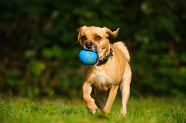 Puggle dog which is bred between Pugs and Beagles, running with a blue ball in his mouth