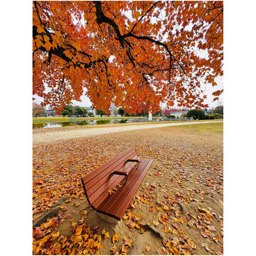 Colorfull trees during the authumn to japan