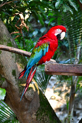 Papagayo Colombiano: Colores Vibrantes de la Fauna Tropical