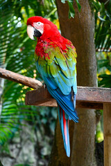 Papagayo Colombiano: Colores Vibrantes de la Fauna Tropical