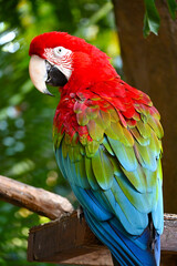 Naklejka premium Papagayo Colombiano: Colores Vibrantes de la Fauna Tropical