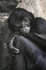 Monos del Mundo: Tití, Mono Rojo y Otras Especies Fascinantes