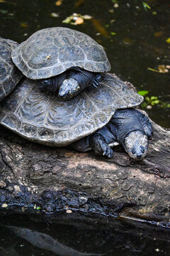 Tortugas Marinas y Terrestres: Diversidad y Belleza en su H&aacute;bitat