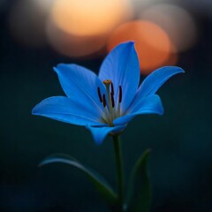Fototapeta premium Sunlit Lily in Bloom