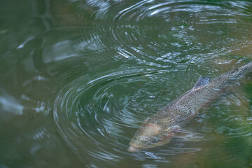 Obraz premium Rainbow Trout in Lake