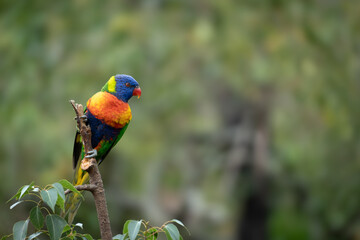 Portrait of a Rainbow Lorikeet