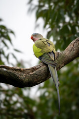 Portrait of a Princess Parrot