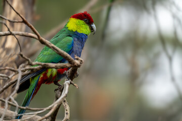 Portrait of a Red Capped Parrot