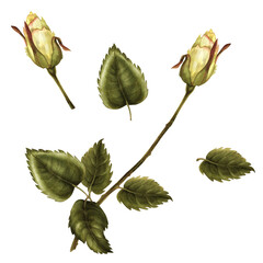 Beautiful yellow buds, green leaves, flower stems isolated on white background. Watercolor illustration template for wedding, birthday, mother's day, gift, wallpaper, stickers, scrapbook