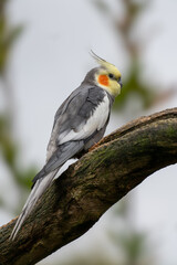 Portrait of a Cockatiel