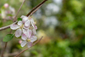 Close-Up of Apple Blossom