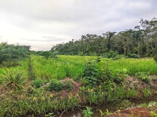 Rice plants in the rice fields