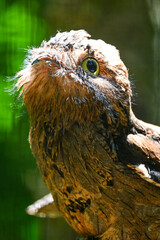 Aves de Río de Janeiro, Urutau, Flamencos de África y Más: Un Viaje a la Diversidad Aviar