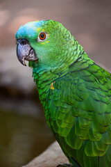 Loros y Loros Azules de Río de Janeiro: Colores Vibrantes en su Hábitat Natural