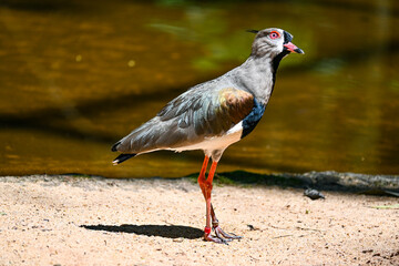 Aves de Río de Janeiro, Urutau, Flamencos de África y Más: Un Viaje a la Diversidad Aviar