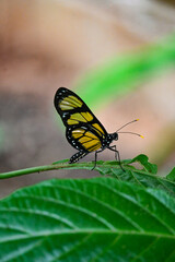 Mariposa Amarilla: Belleza Natural y Colores Vibrantes en su Entorno