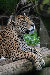 Tigre Majestuoso: Retratos y Escenas de un Gran Felino