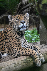 Tigre Majestuoso: Retratos y Escenas de un Gran Felino