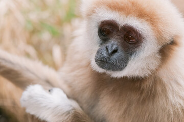 Close-up Portrait of a Gibbon with Gentle Eyes