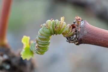 Young grapevine tendrils, soft diffused light, tendril curl details, with copy space
