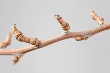 Young grapevine tendrils, soft diffused light, tendril curl details, with copy space