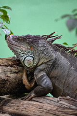 Anfibios, Tortugas, Lagartos y Más: Fauna Exótica en su Hábitat Natural