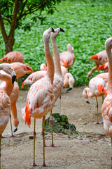 Aves de Río de Janeiro, Urutau, Flamencos de África y Más: Un Viaje a la Diversidad Aviar