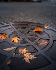 autumn leaves on the ground