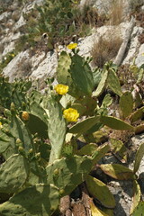 cactus in the garden