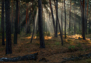 Fototapeta premium The sun's rays are breaking through the tree branches. Nice, sunny weather for hiking in nature.
