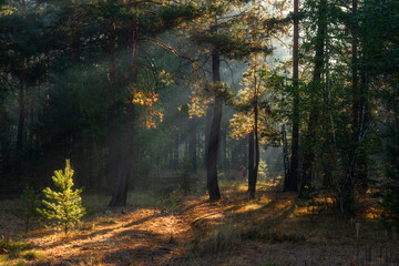 The sun's rays are breaking through the tree branches. Nice, sunny weather for hiking in nature.