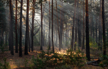 The sun's rays are breaking through the tree branches. Nice, sunny weather for hiking in nature.