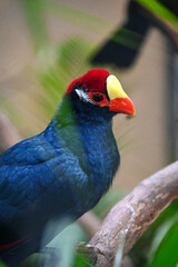 Aves de Río de Janeiro, Urutau, Flamencos de África y Más: Un Viaje a la Diversidad Aviar