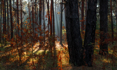 The sun's rays are breaking through the tree branches. Nice, sunny weather for hiking in nature.