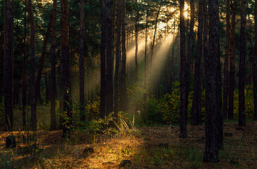 Obraz premium The sun's rays are breaking through the tree branches. Nice, sunny weather for hiking in nature.