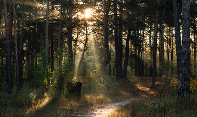 The sun's rays are breaking through the tree branches. Nice, sunny weather for hiking in nature. © Mykhailo