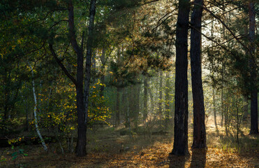 Obraz premium The sun's rays are breaking through the tree branches. Nice, sunny weather for hiking in nature.