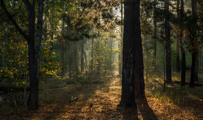 The sun's rays are breaking through the tree branches. Nice, sunny weather for hiking in nature.